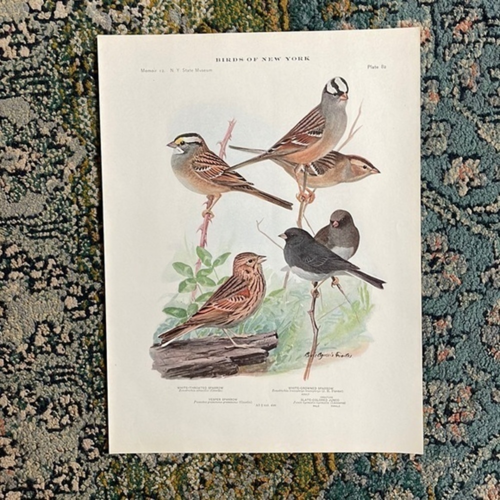 🖤5/$25 Antique Ornithological Bird Print Original sparrow birds